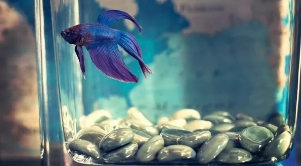 Mini Aquascaping Ideas