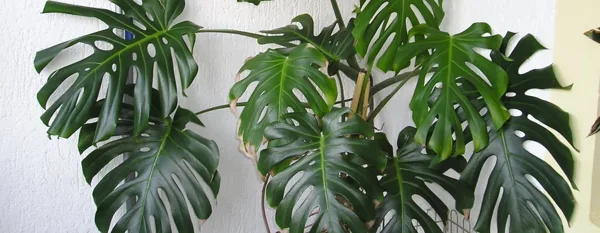 monstera plant indoors