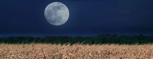 moon gardening light
