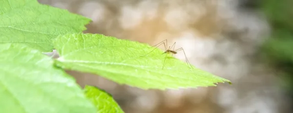 nature plant leaf flower green insect pxhere com