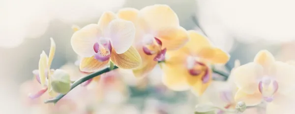 dreamy orchid flowers