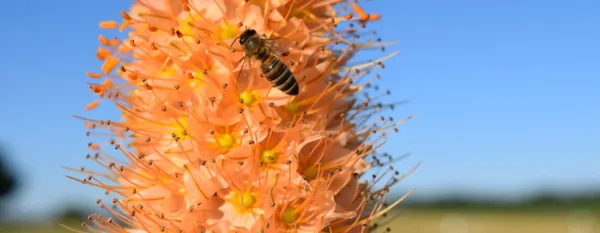 stunning eremurus plant adored by a bee