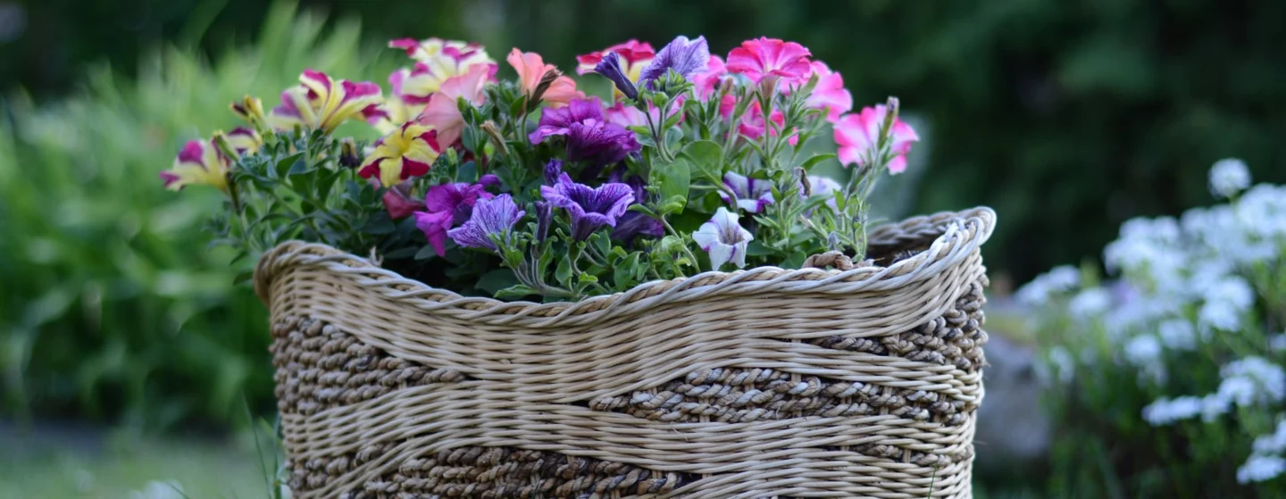 petunia basket