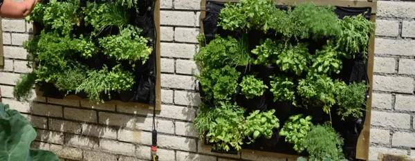 plants on the brick wall