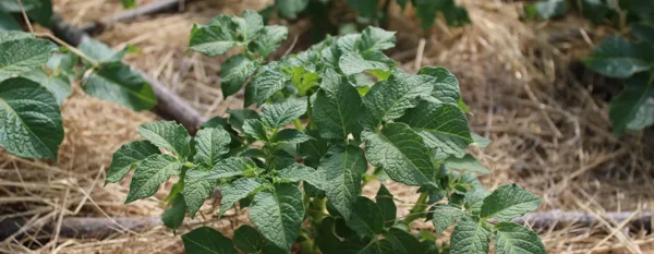 healthy potato plant