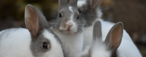cute fluffy white gray rabbits