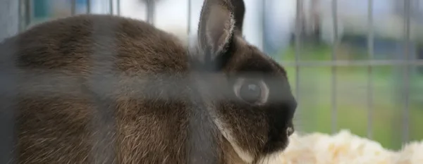 dark brown rabbit in a cage