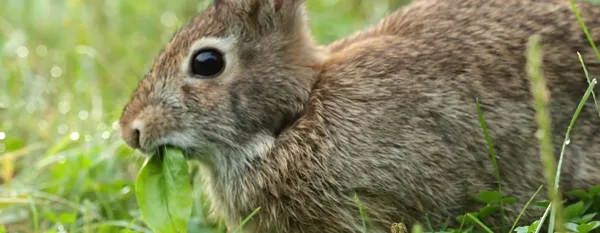 rabbit eating green leaf