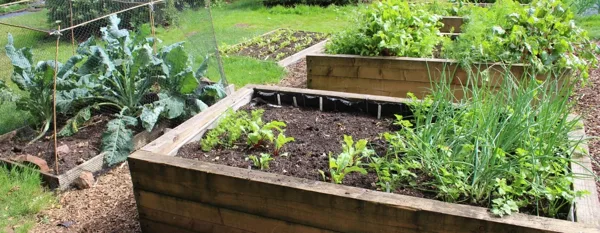 raised garden beds with plants