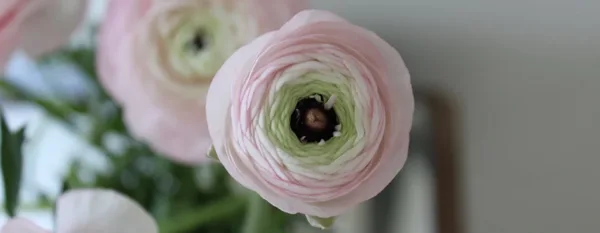 pink ranunculus flower bloom