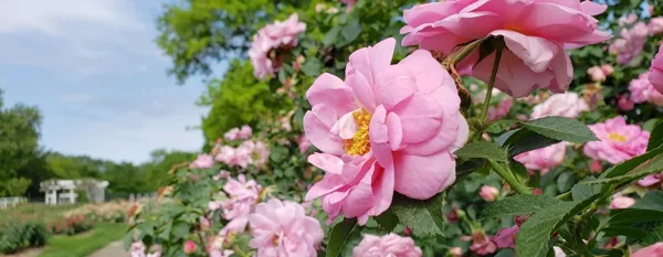 pink rose garden