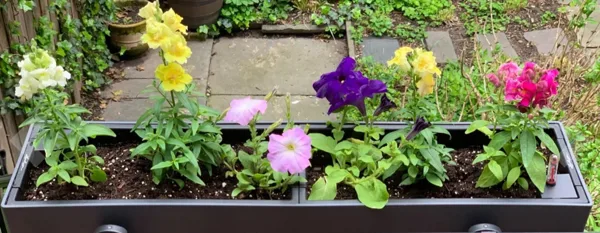 rectangular self watering planter with flowers