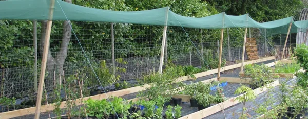 plants under shade cloth