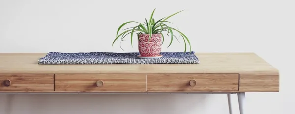 spider plant guide