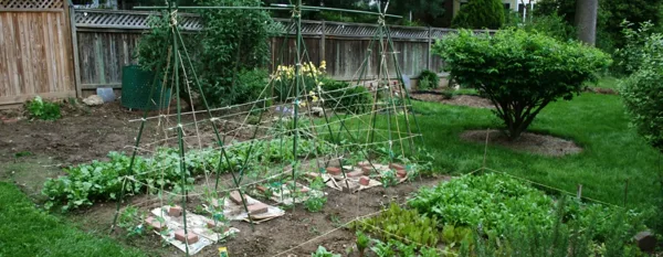 spring vegetable garden in the backyard