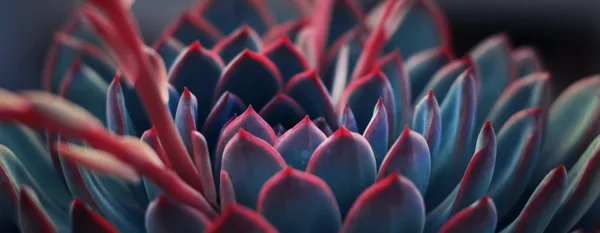 succulent plant macro shot