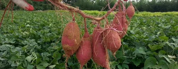 fresh harvest sweet potatoes