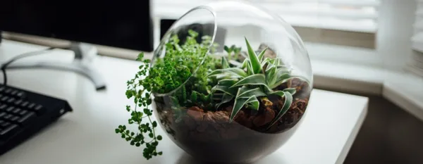 terrarium on top of the table