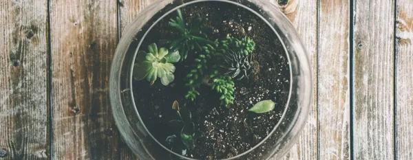 fish bowl terrarium