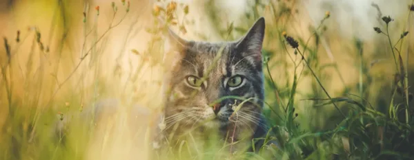 beautiful cat in the garden