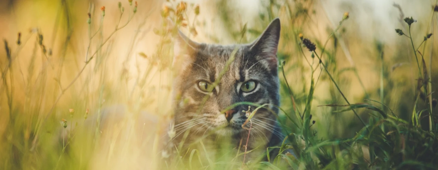 beautiful cat in the garden