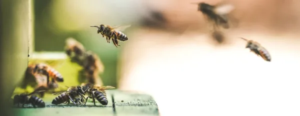 honey bees at a bee farm