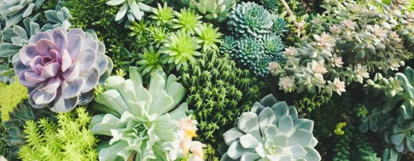 different types of succulents