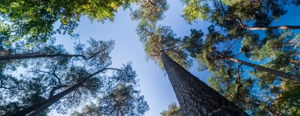 looking up a different types of treees