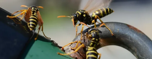wasps in the garden
