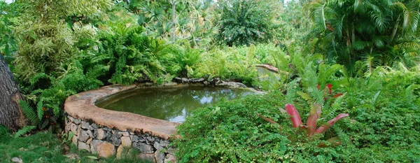 water garden