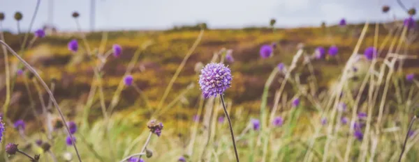 purple wild flowers in the field