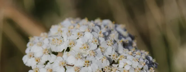 white yarrow flowers