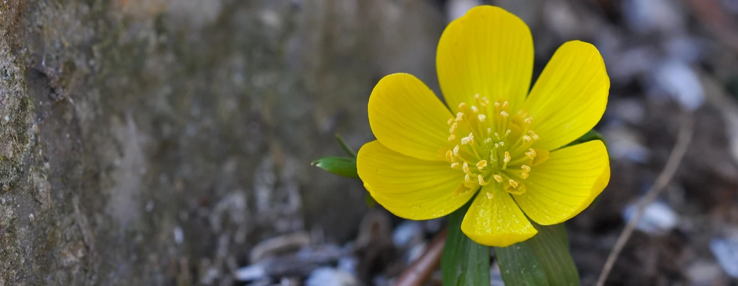 blooming yellow potentilla