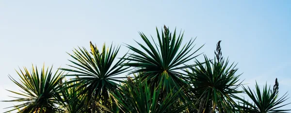 yucca plant