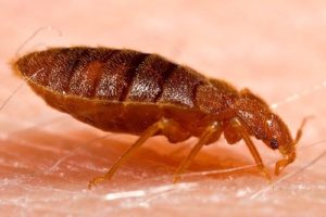 How To Get Rid Of Bed Bugs Diy