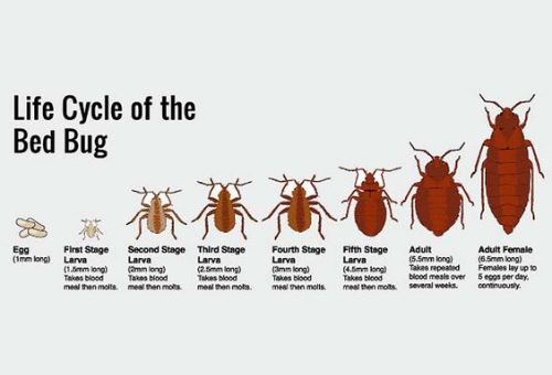 How To Get Rid Of Bed Bugs Removal And Prevention Family Handyman