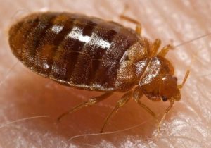 How To Get Rid Of Bed Bugs Effectively