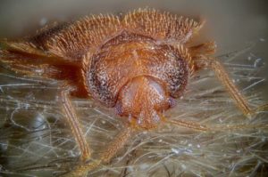 How To Get Rid Of Bed Bugs Spray