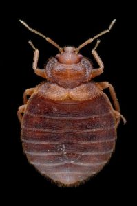 How To Get Rid Of Bed Bugs Travelling