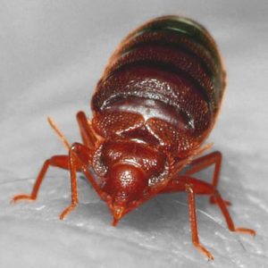 How To Get Rid Of Bed Bugs Using Heat