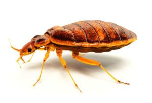 How To Get Rid Of Bed Bugs Vacuum