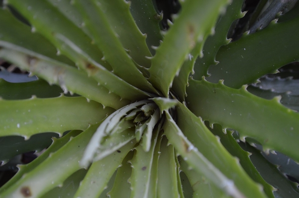 Aloe Vera Plant repotting
