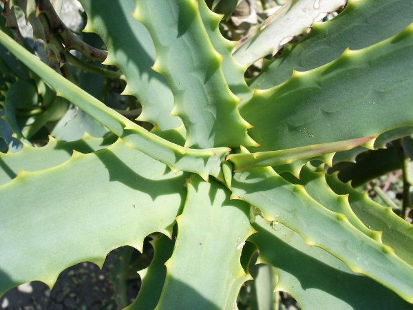 common Aloe Vera Plant problems
