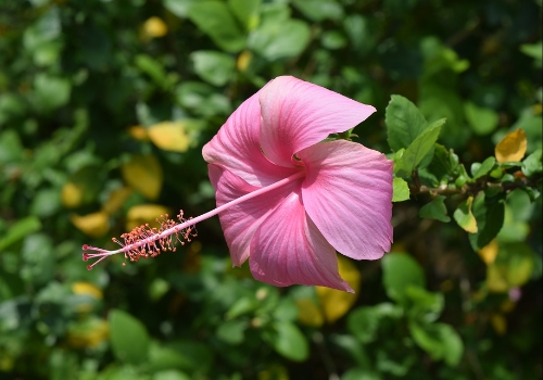 Botanical Description Of Hibiscus Rosa Sinensis