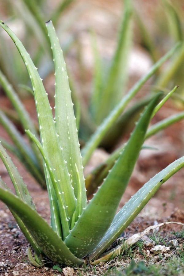 Can You Grow Aloe Vera Outside