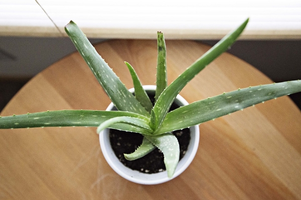 Growing Aloe Vera Indoors