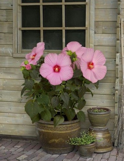 Hibiscus Plant Uses