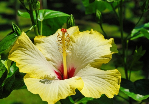 Hibiscus Rosa Sinensis Medicinal Uses