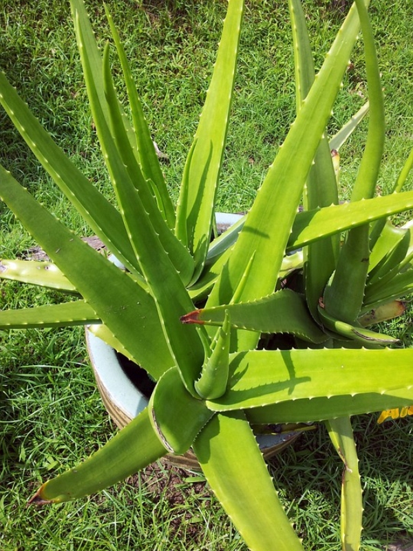 Aloe Vera Plant Care Outdoor