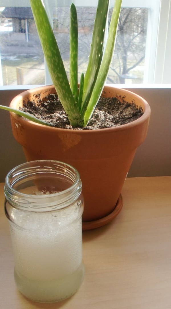 How Often Do You Water An Aloe Plant